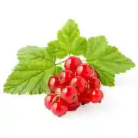 смородина3